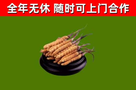 嘉峪关回收散虫草